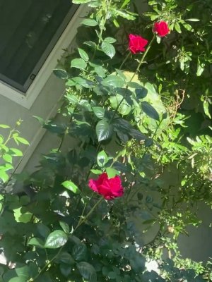 My webpage~ https://diamondprincess002.wixsite.com/mysite