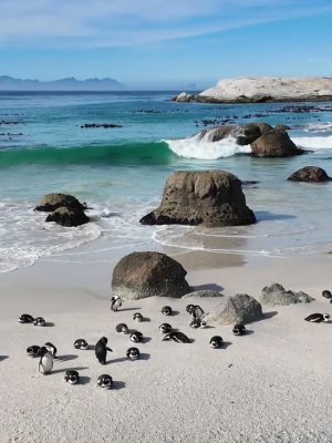 Website Home Page Video